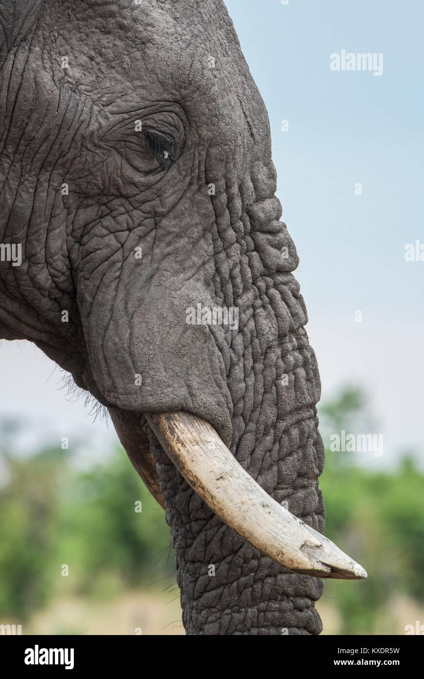 African elephant (Loxodonta africana), Portrait with tusks, lateral, Close Up, Marabou Pan, Savuti, Chobe National Park Stock Photo