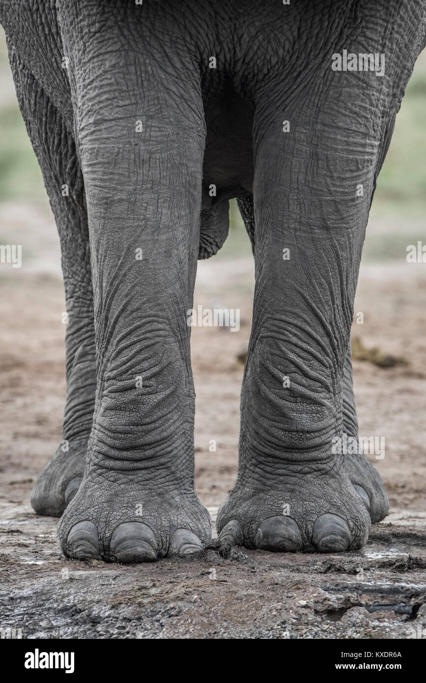 Elephant leg hires stock photography and images Alamy