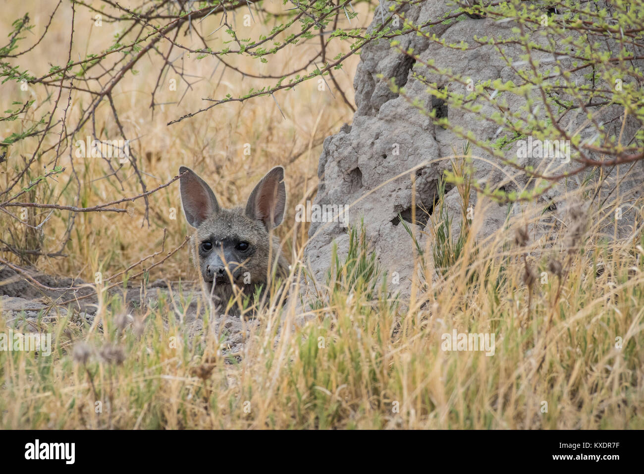 Aardwolf hi-res stock photography and images - Alamy