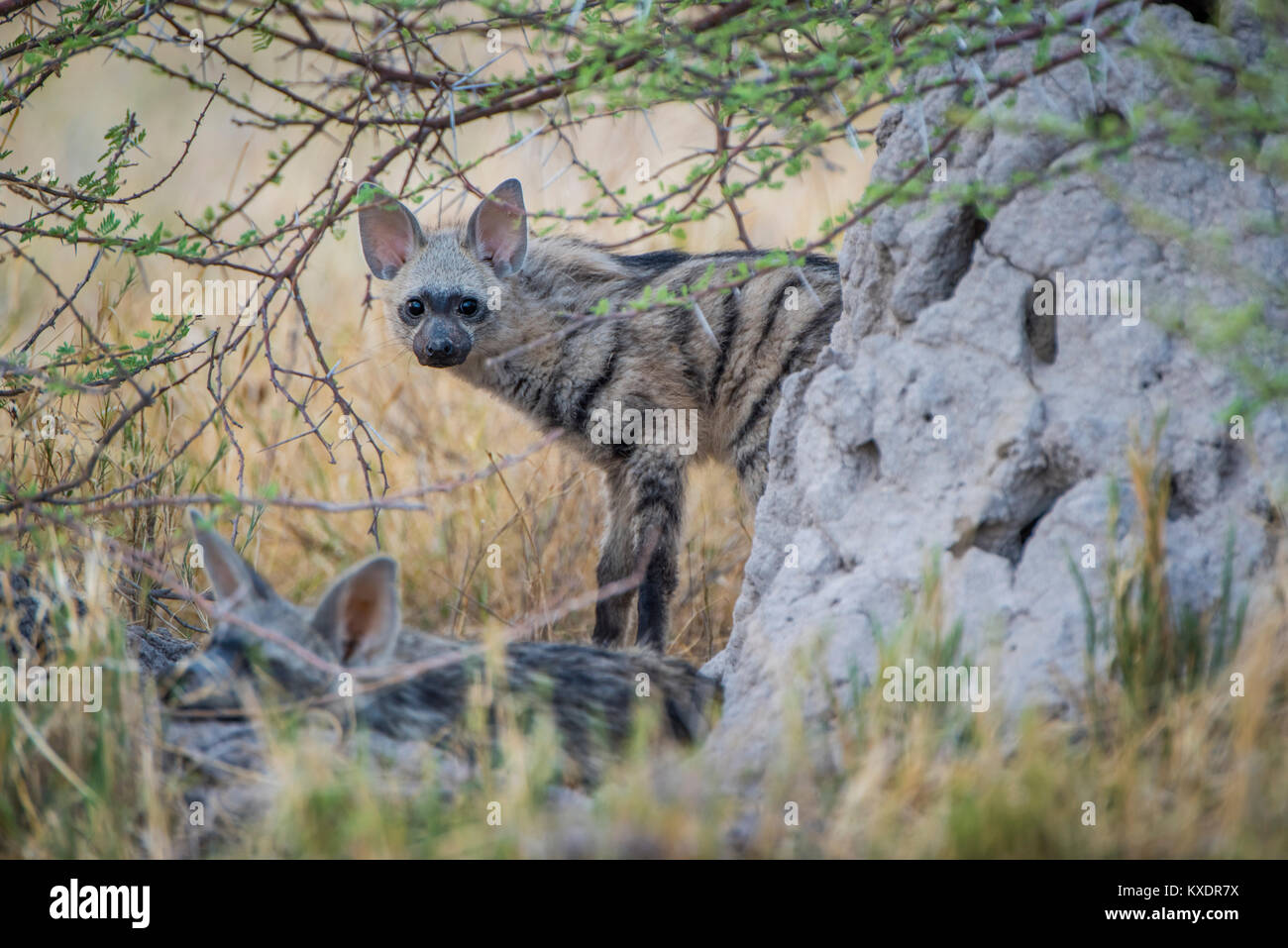 Aardwolf hi-res stock photography and images - Alamy