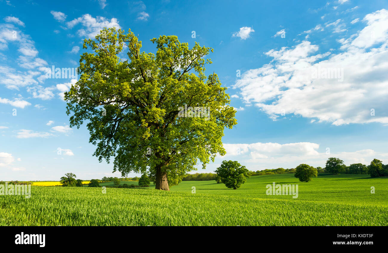 Tree grain hi-res stock photography and images - Alamy
