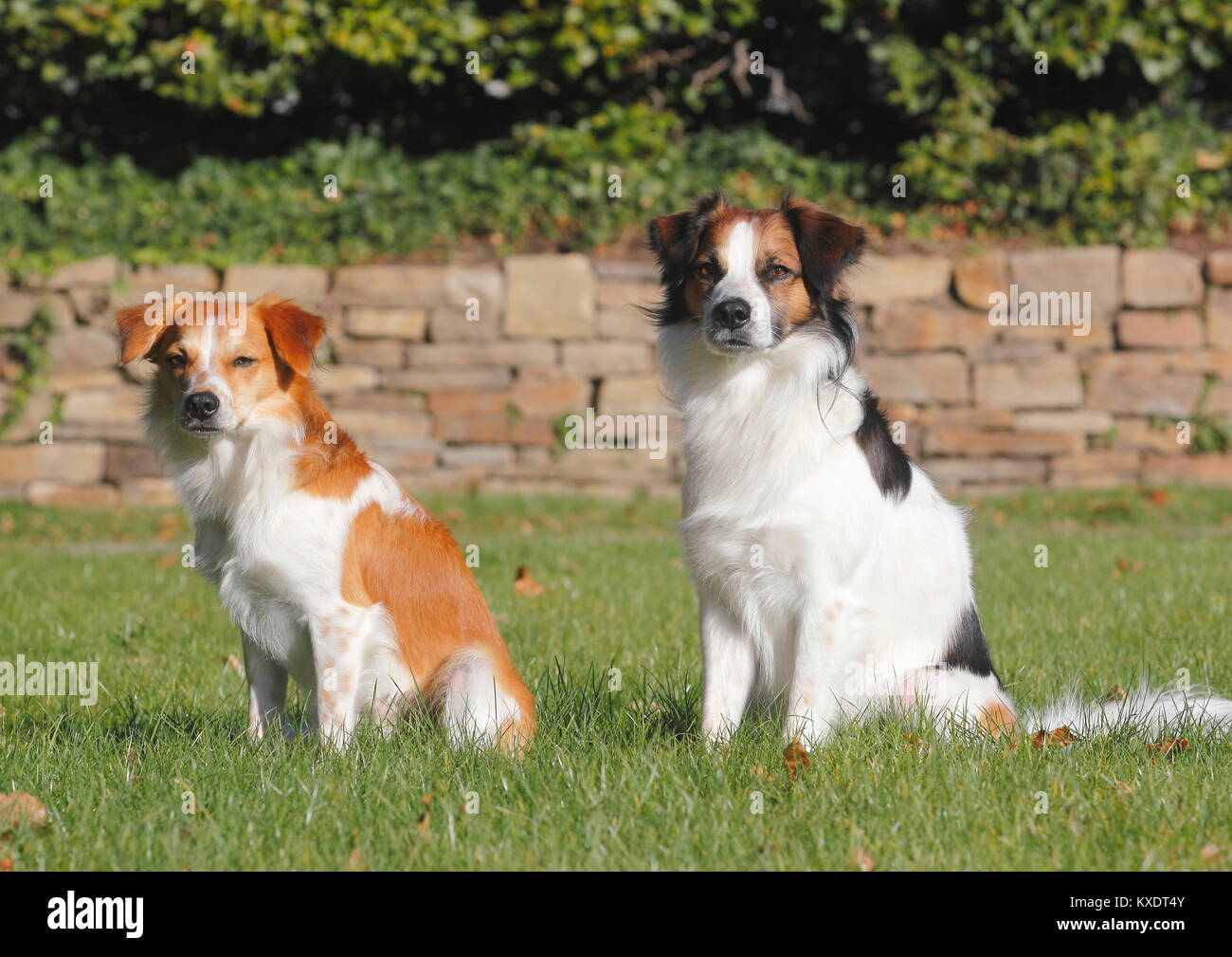 Two Kromfohrländer males, smooth haired sit next to each other on the meadow, North Rhine-Westphalia, Germany Stock Photo