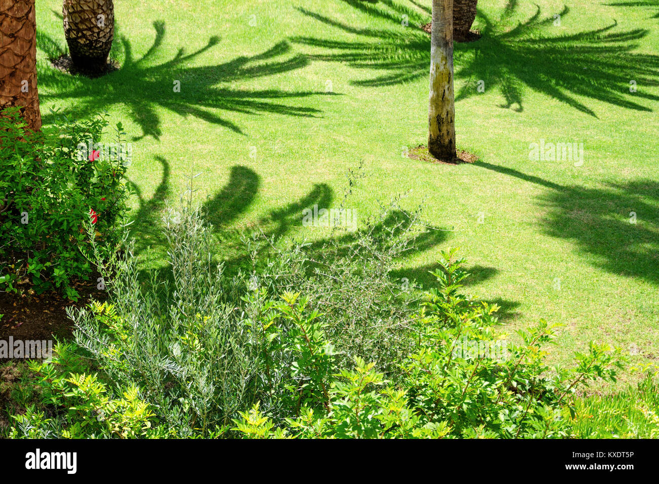 Beautiful tropical garden with palm trees and flowers Stock Photo - Alamy
