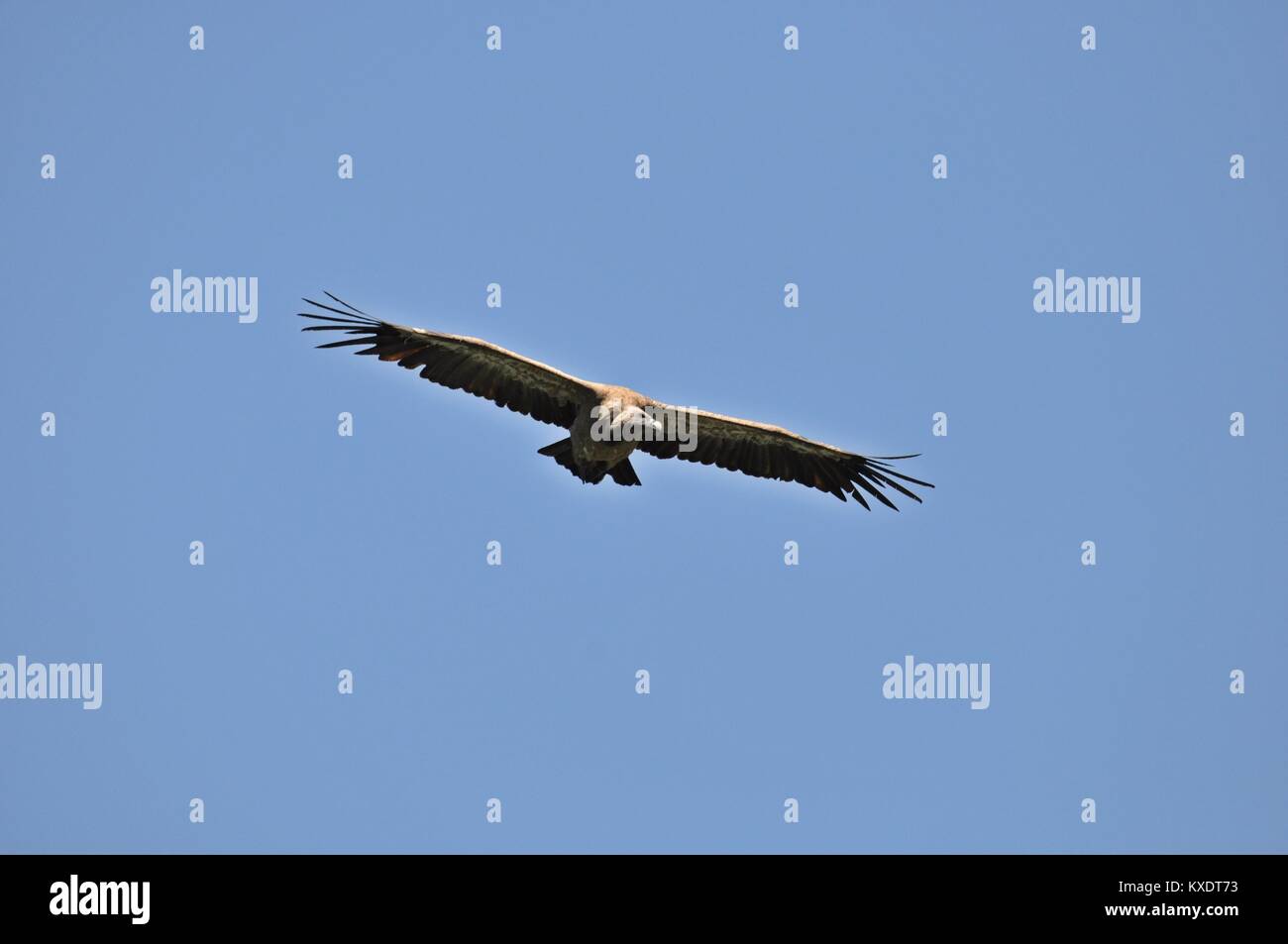 Griffon Vulture Wildlife flying Stock Photo Alamy