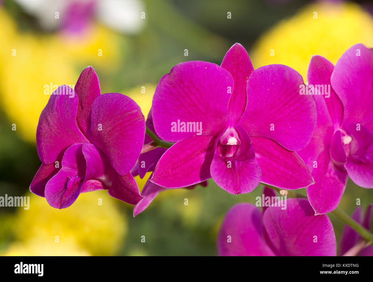 Close up Pink orchid Beautiful morning Stock Photo