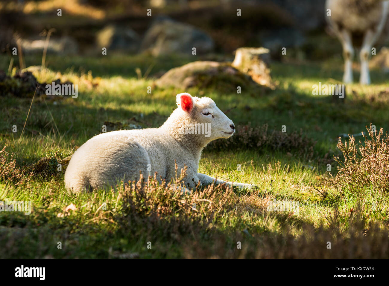 Young spring lamb resting on a sunny spot among heather Stock Photo - Alamy