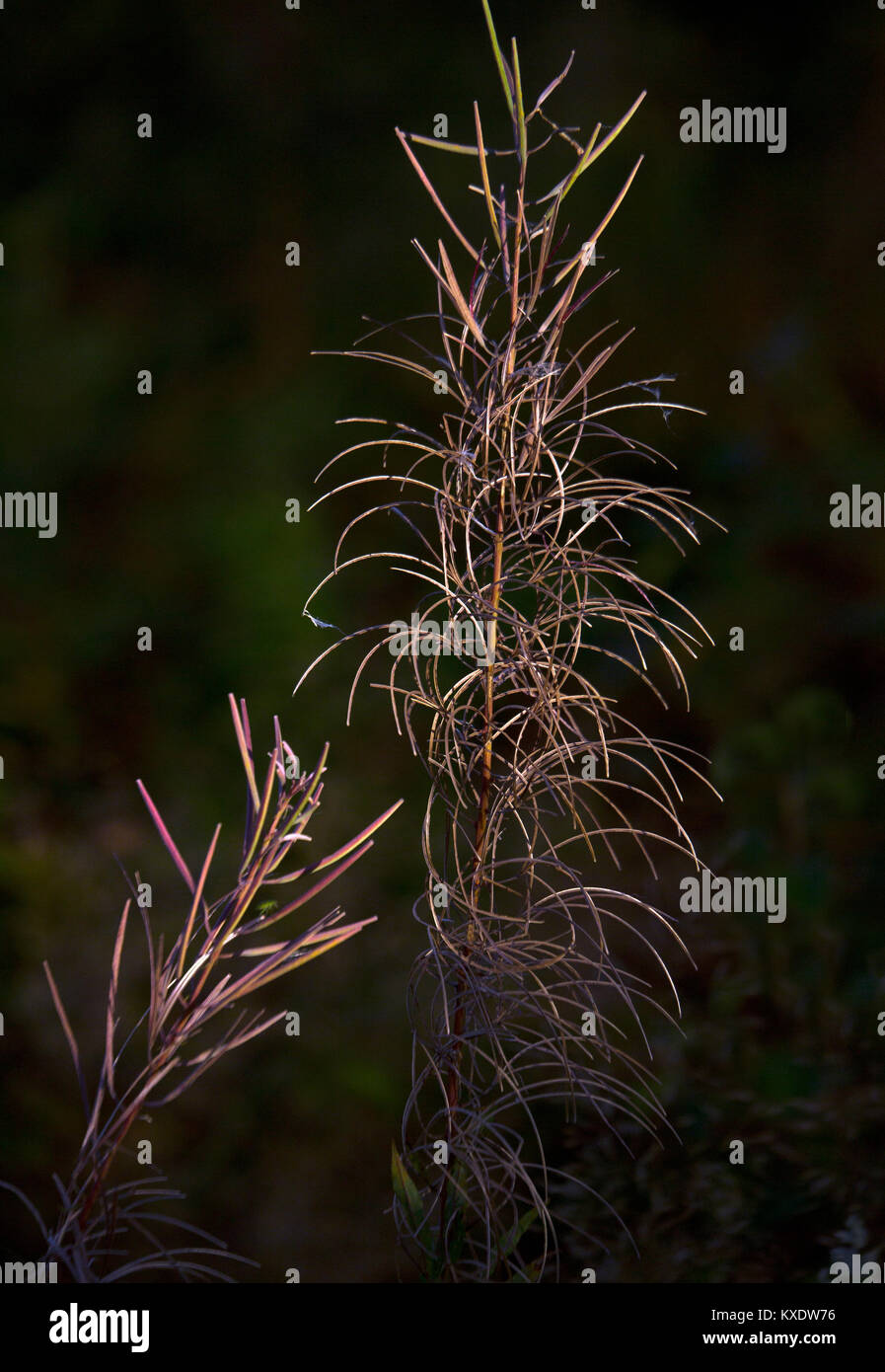 Rosebay Willowherb seed head on Cannock Chase an Area of Outstanding Natural Beauty Staffordshire England Stock Photo