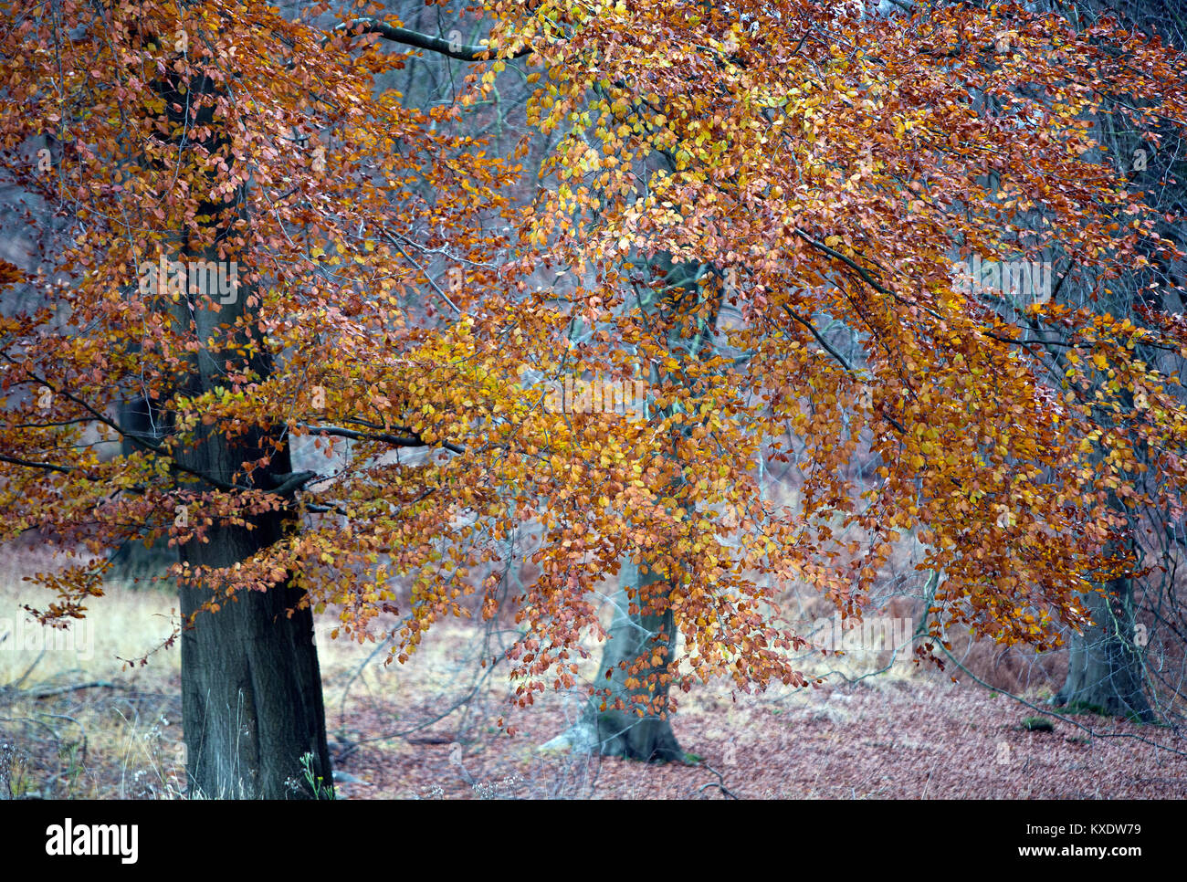 Mature copper beech trees hi-res stock photography and images - Alamy