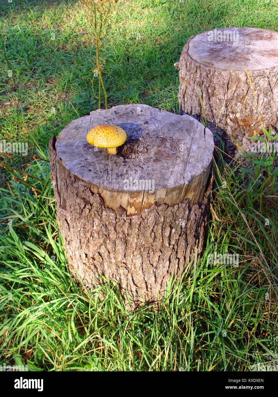 Big yellow mushroom growing on wooden stump Stock Photo - Alamy
