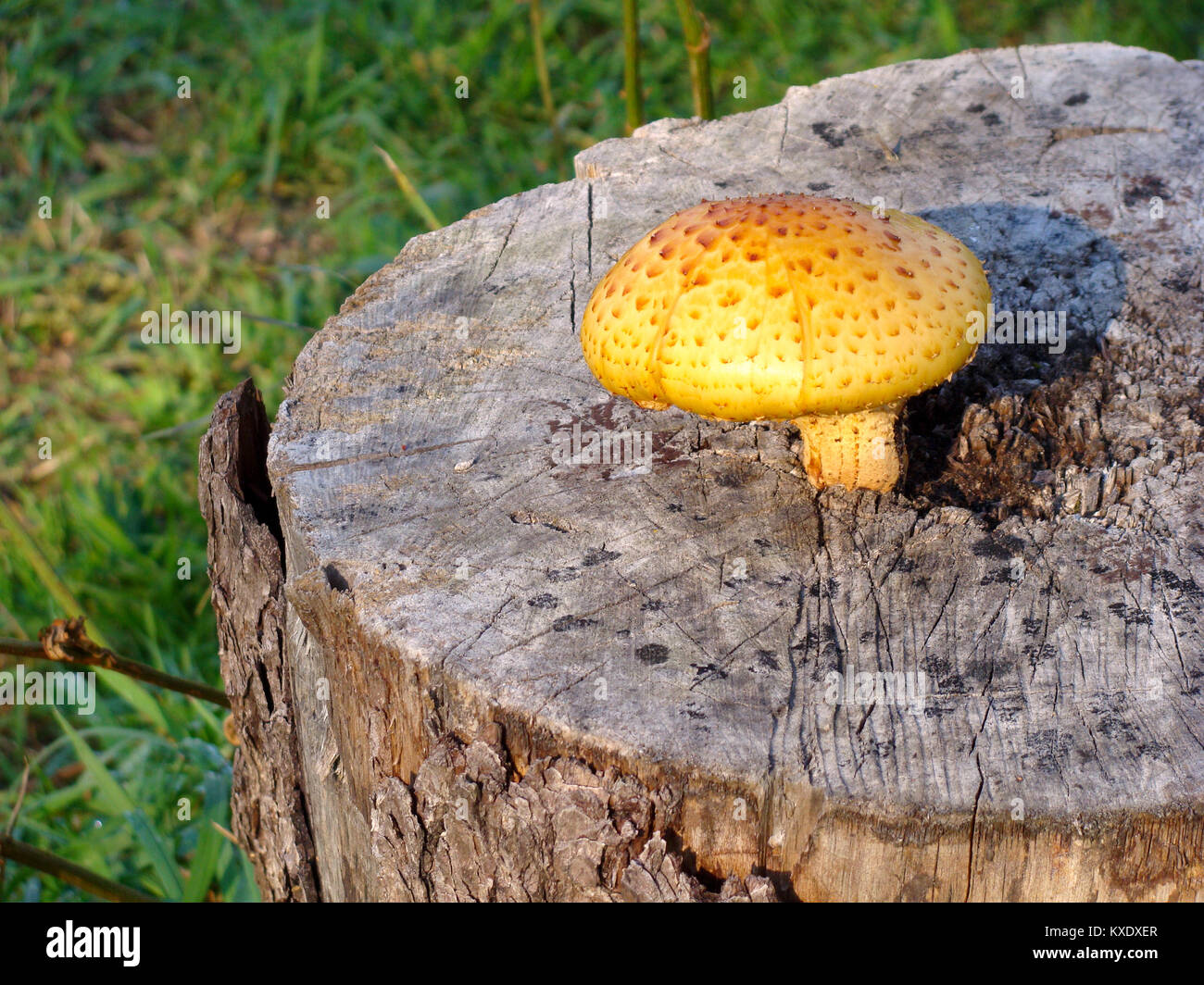 Big yellow mushroom growing on wooden stump Stock Photo - Alamy
