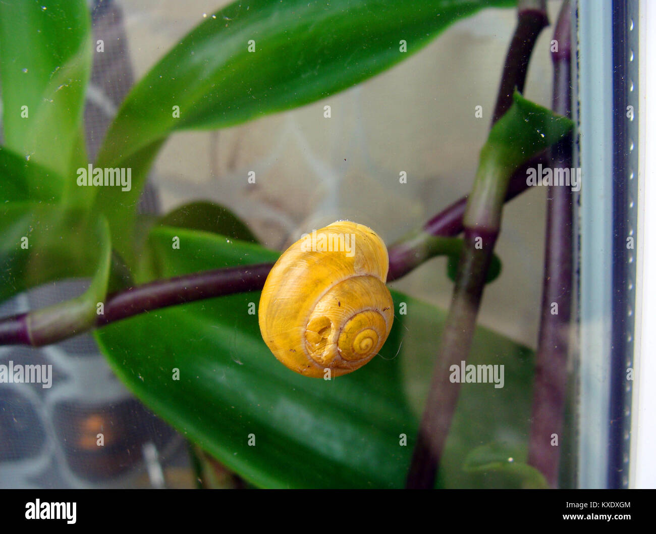 Cracked snail shell hi-res stock photography and images - Alamy