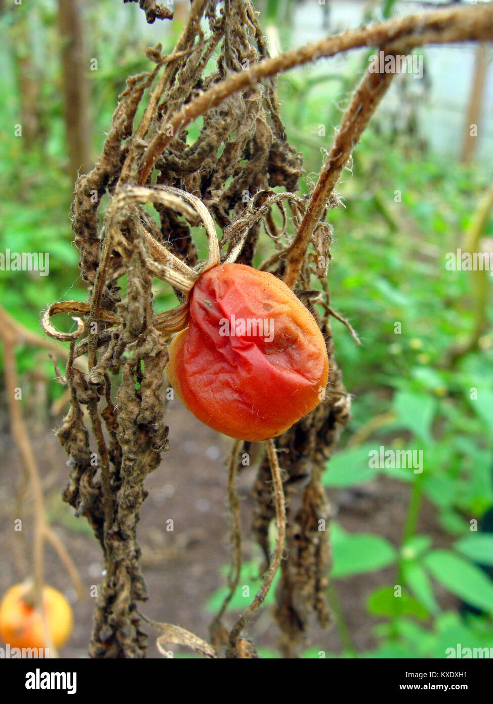 Tomatoes in greenhouse with dead brown leaves damaged by phytophthora