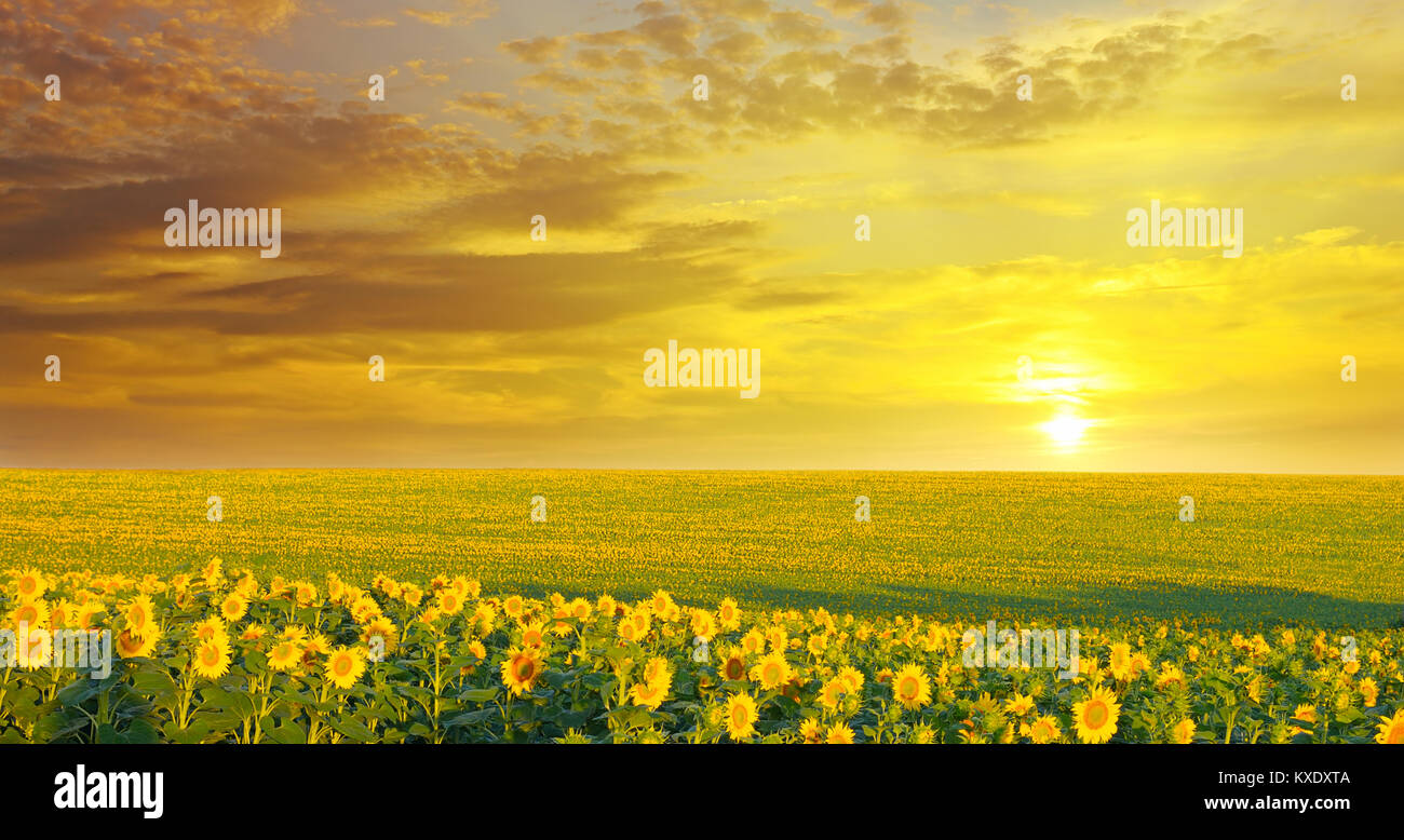 field of sunflowers and sunrise Stock Photo - Alamy
