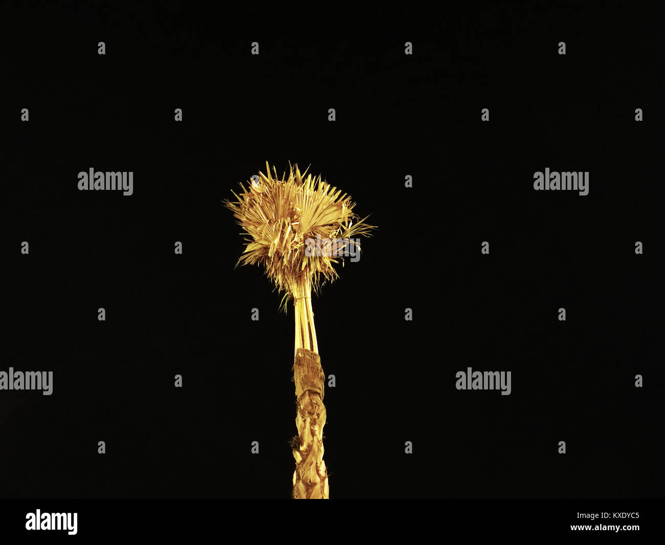 top of the palm tree with black background at night Stock Photo - Alamy