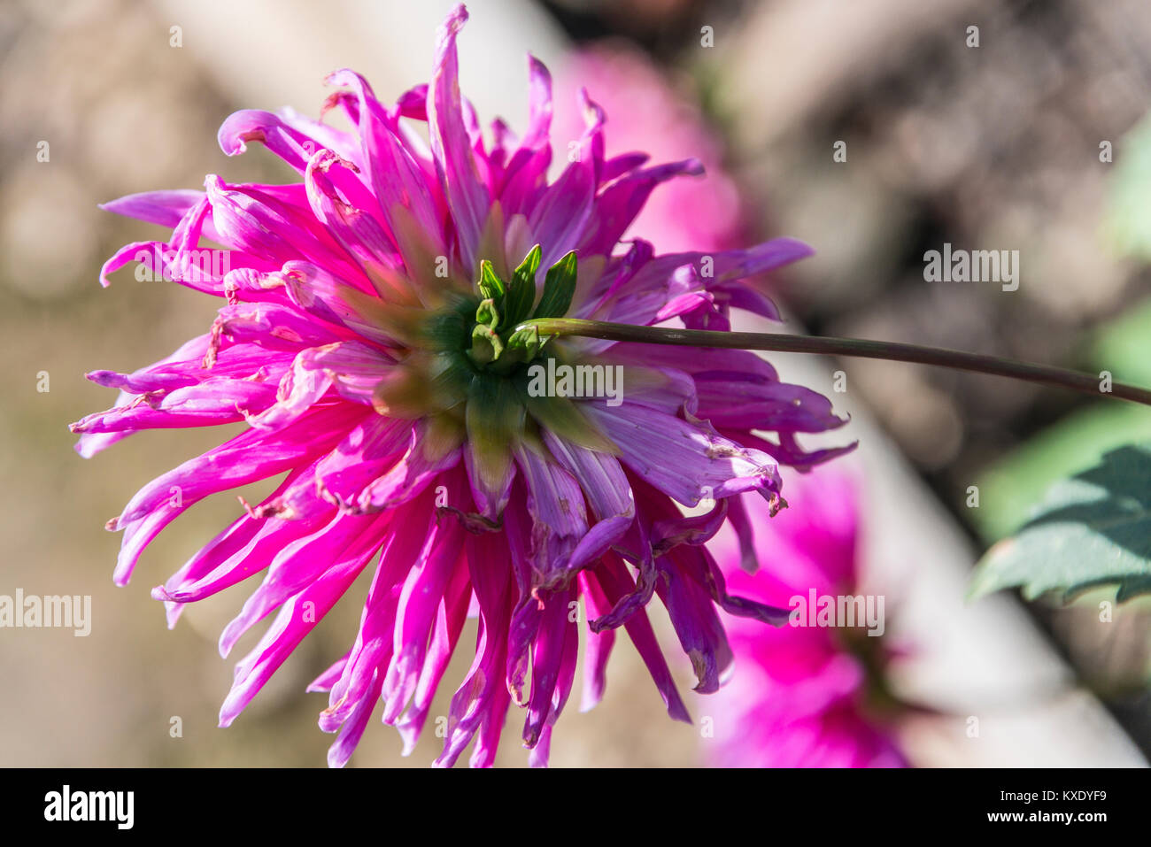 A pink dahlia Stock Photo - Alamy