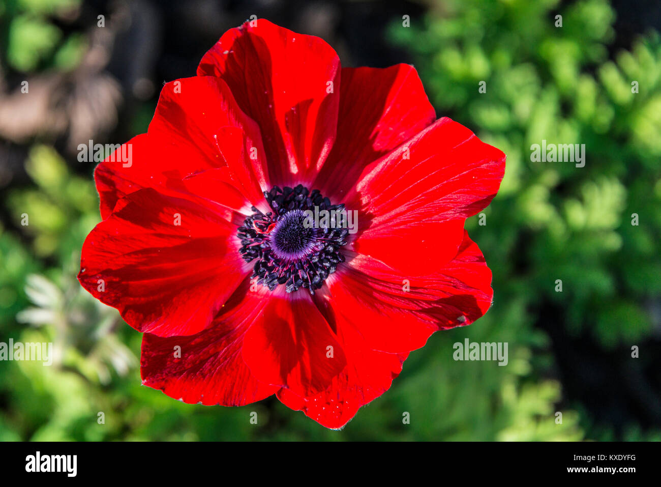 A red Anemone coronaria 'De Caen Group' flower Stock Photo Alamy