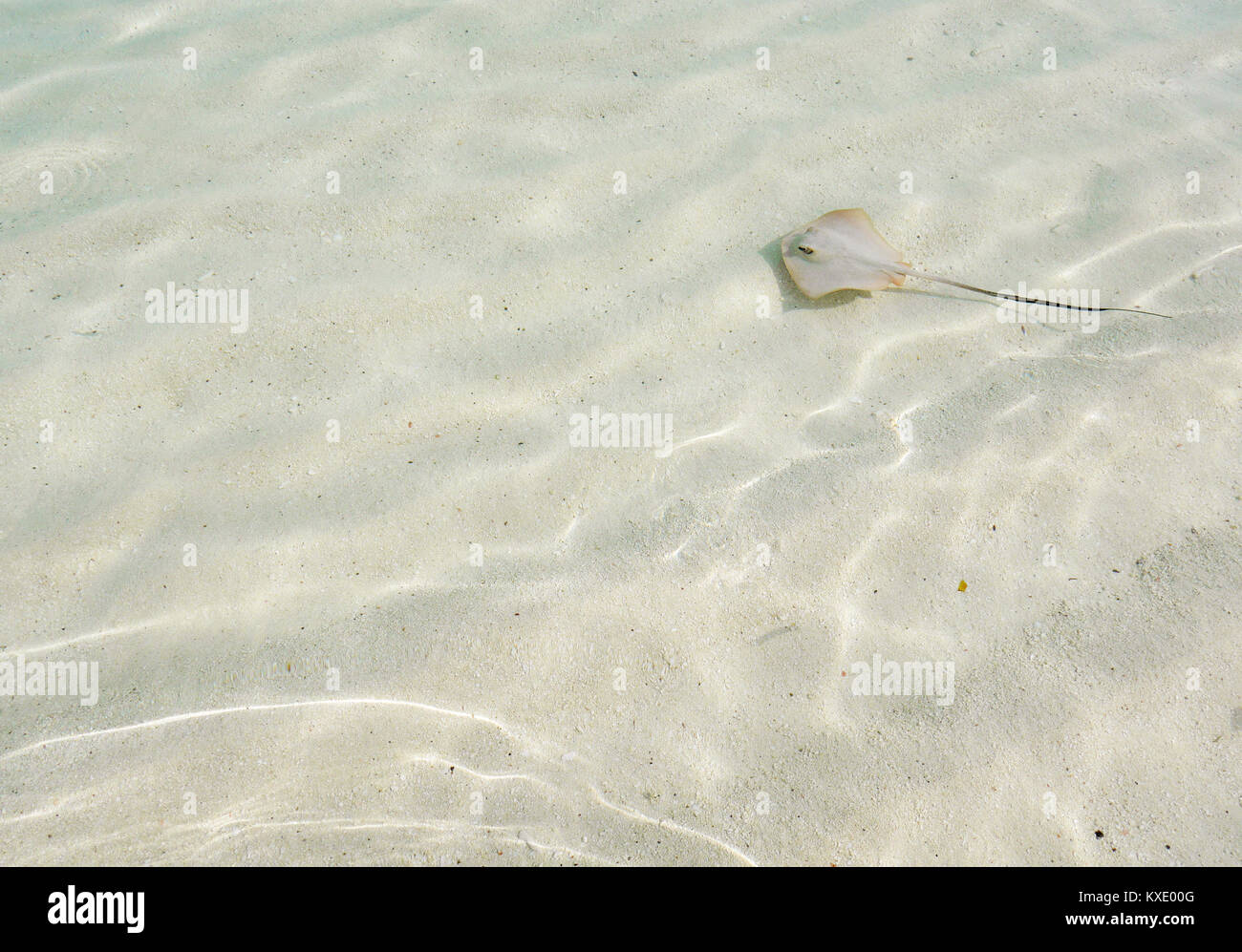 Background of baby common stingaree stingray in shallow, clean and clear sea water, at a tropical island in Maldives. Stock Photo
