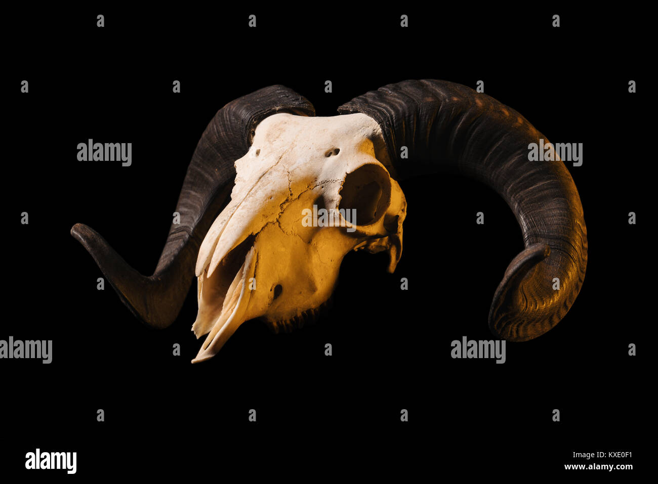 Side view of a ram skull with horns, isolated on black background Stock Photo