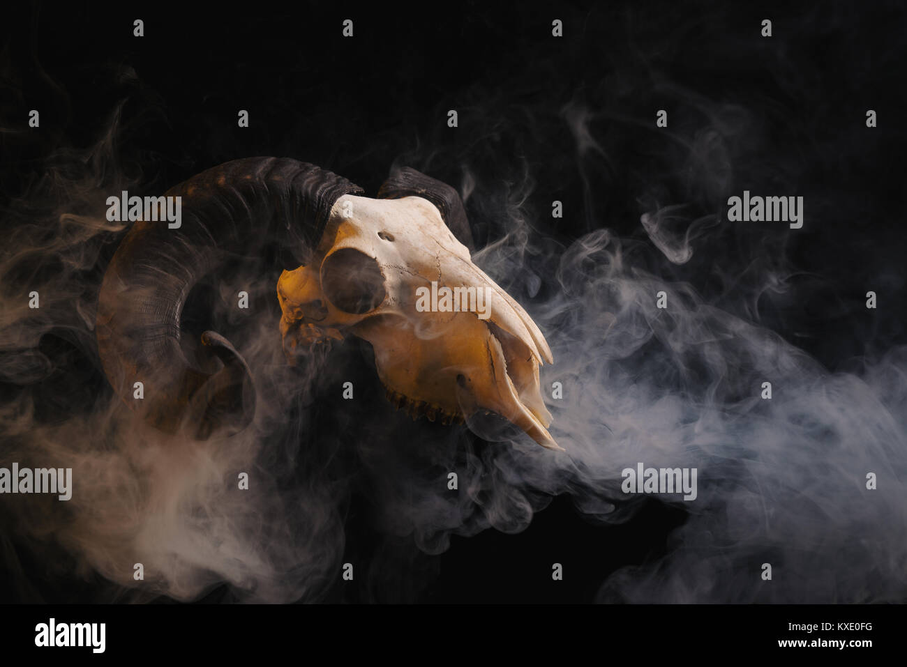 Ram skull with horns on smoky background, Halloween theme Stock Photo