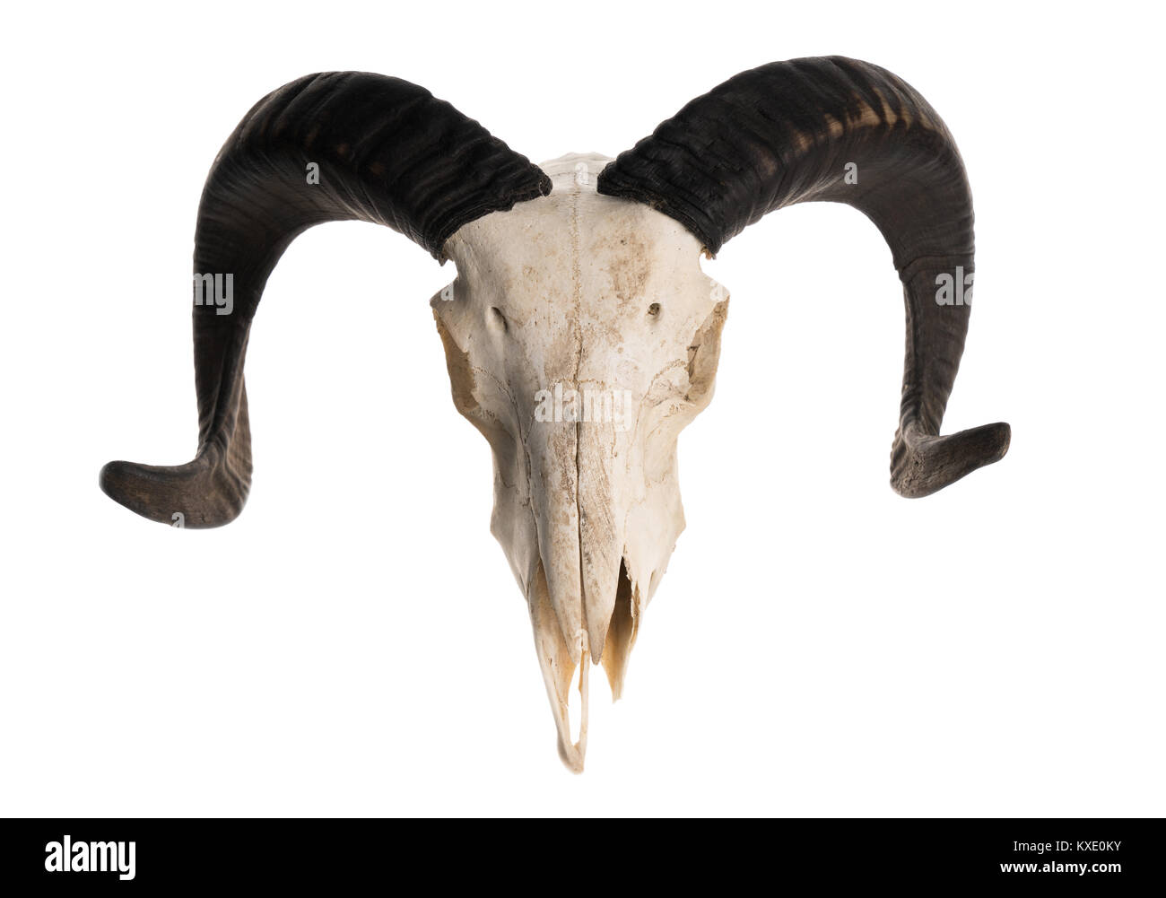 High angle view of a ram skull with horns, isolated on white background Stock Photo