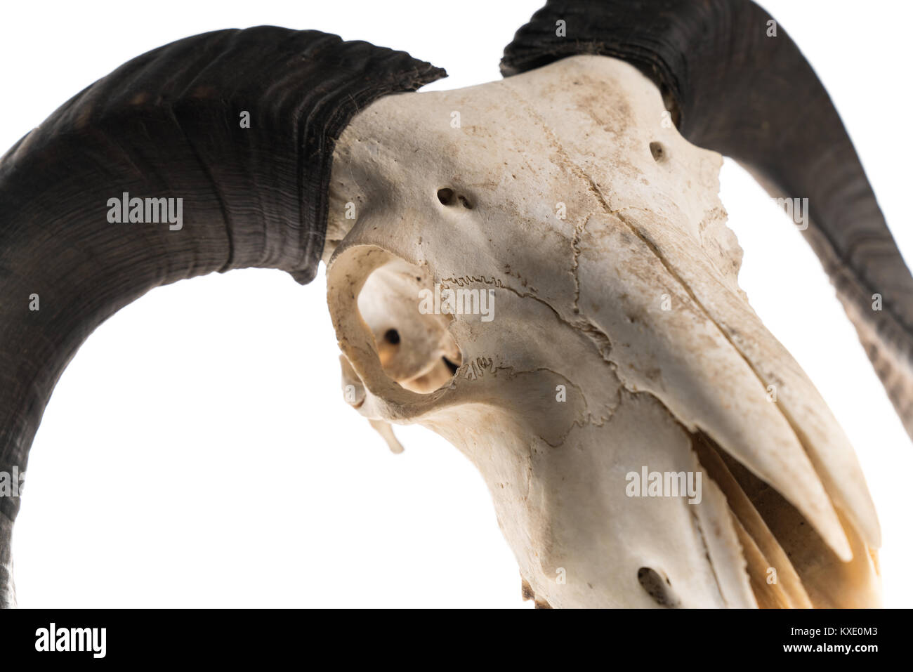 Close-up shot of a ram skull with horns, isolated on white background Stock Photo