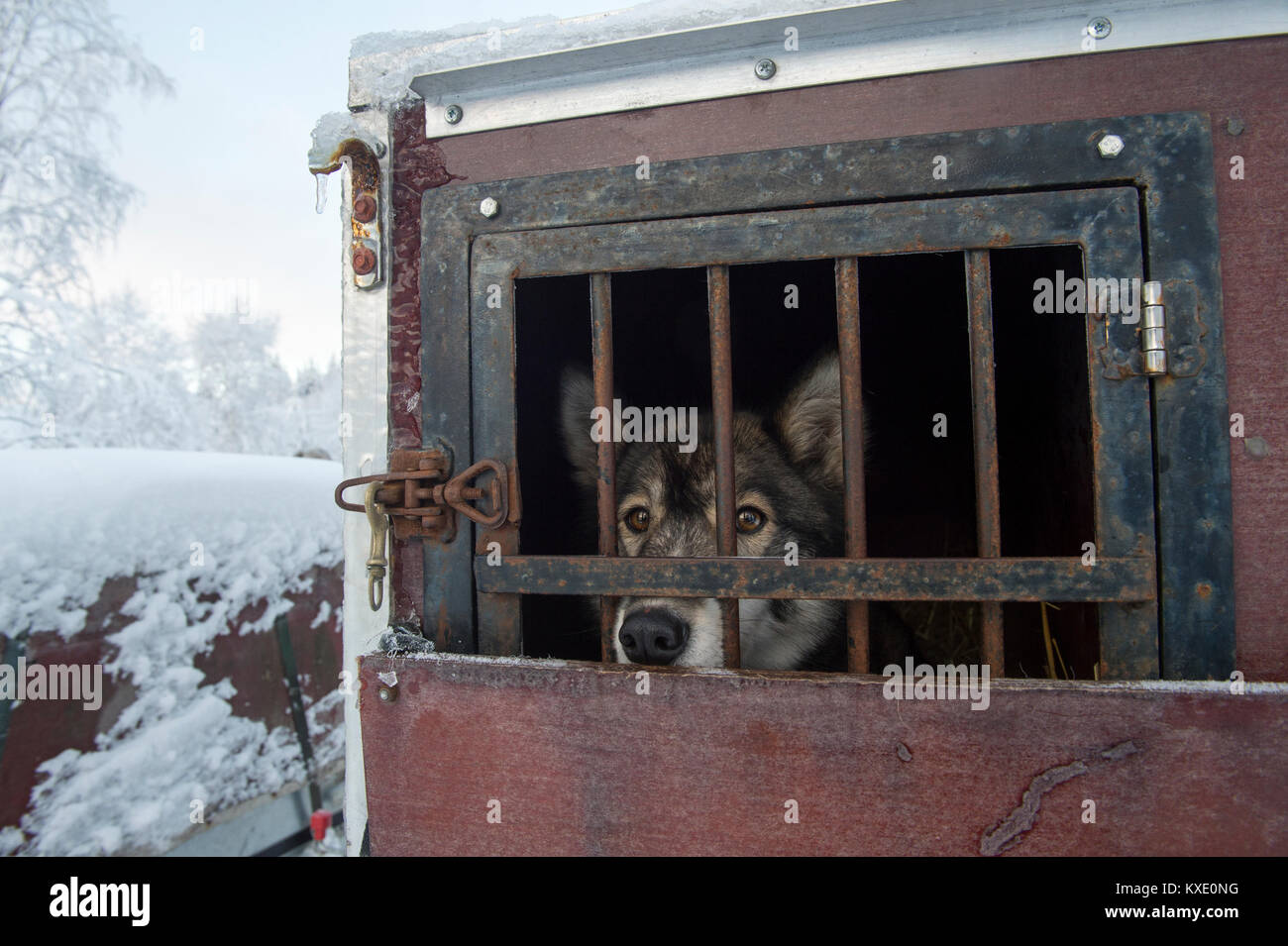 Siberian husky sled dog in a crate ready to work in Sweden. Stock Photo