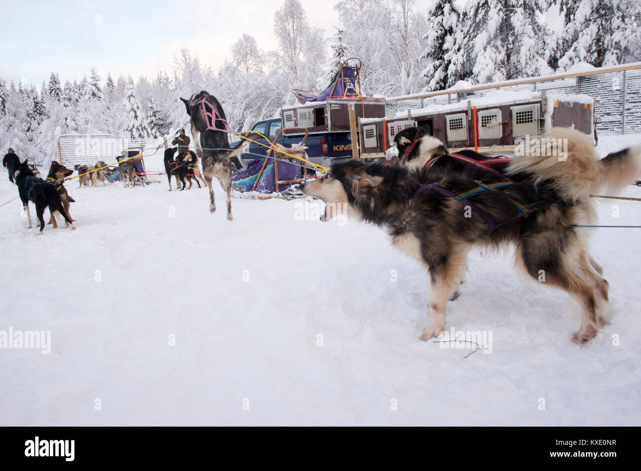 Sled dogs excited and ready to pull sled. Stock Photo