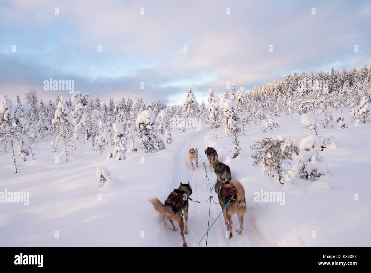 Dog sledding through Swedish countryside in winter. Stock Photo
