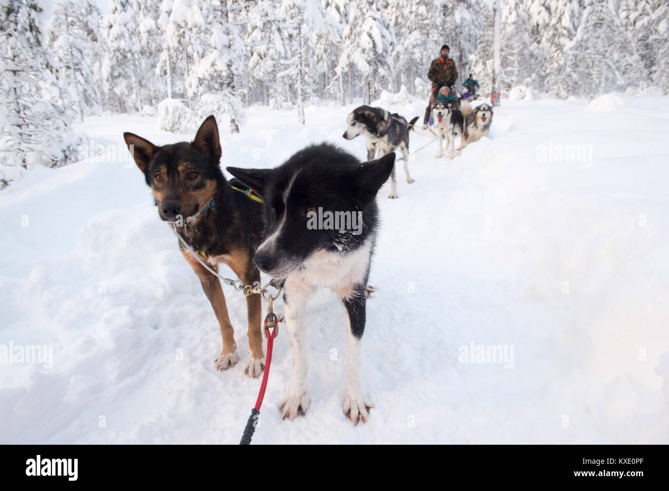 Mush dogs on break during dog sledding in Swedish winter forest. Stock Photo