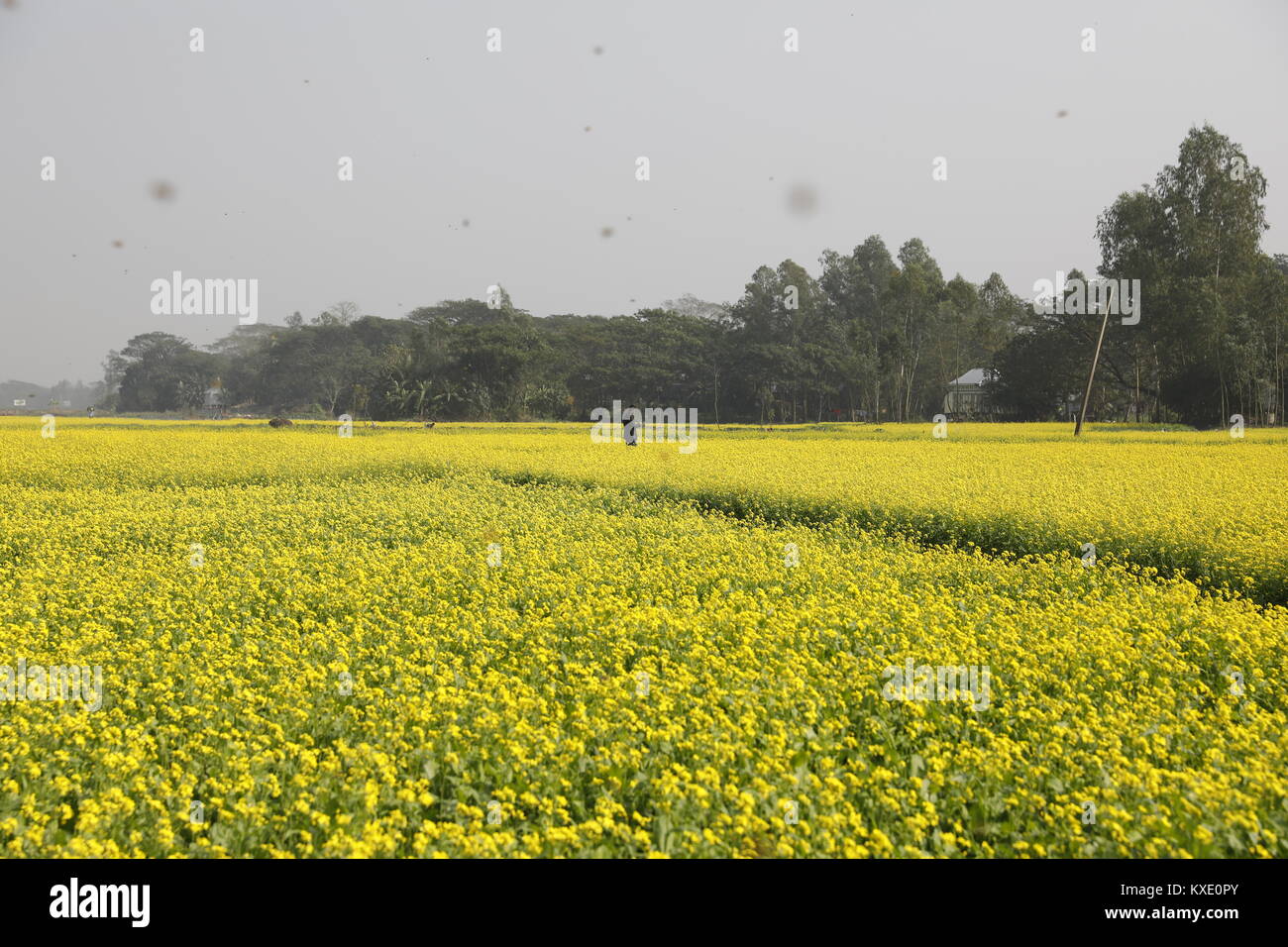Bangladeshi People walks in the Mustard field in Munshigonj, Bangladesh