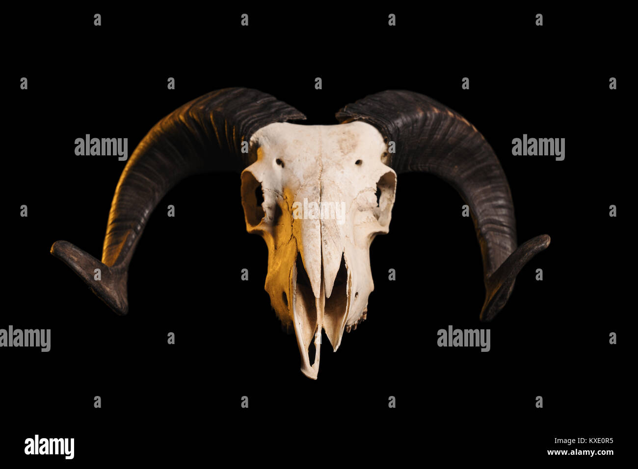 Front view of a ram skull with horns, isolated on black background Stock Photo