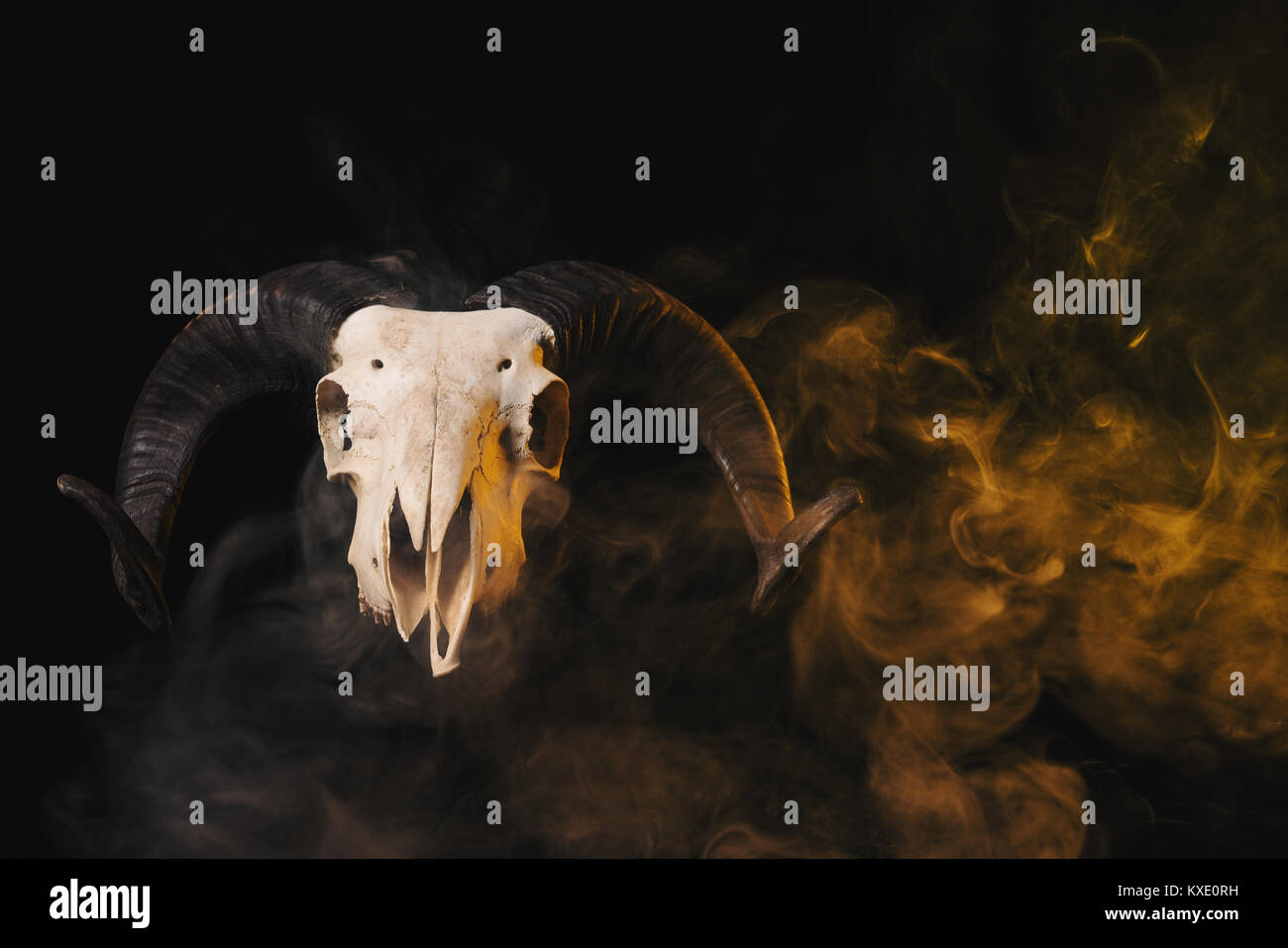 Real ram skull with horns on yellow smoky background, Halloween theme Stock Photo