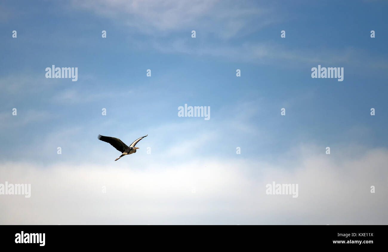 heron flying on blue sky Stock Photo