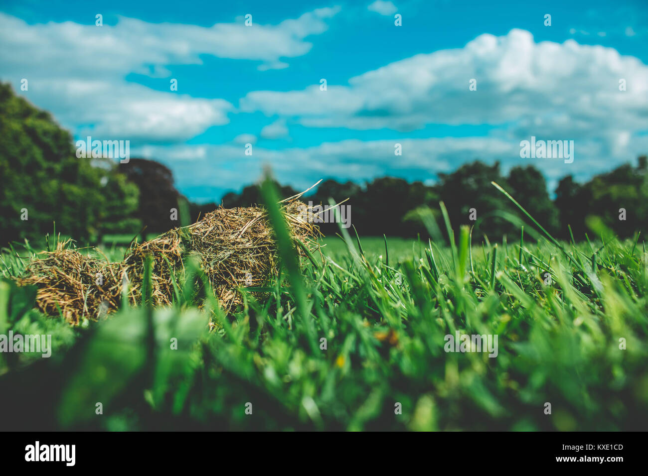 Park In South London Stock Photo