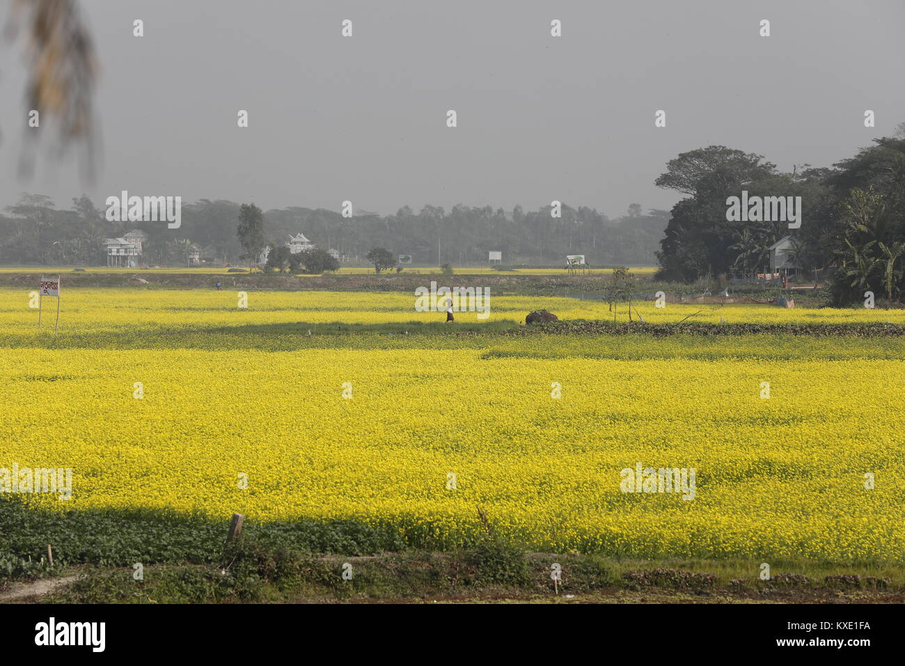 Bangladeshi People walks in the Mustard field in Munshigonj, Bangladesh