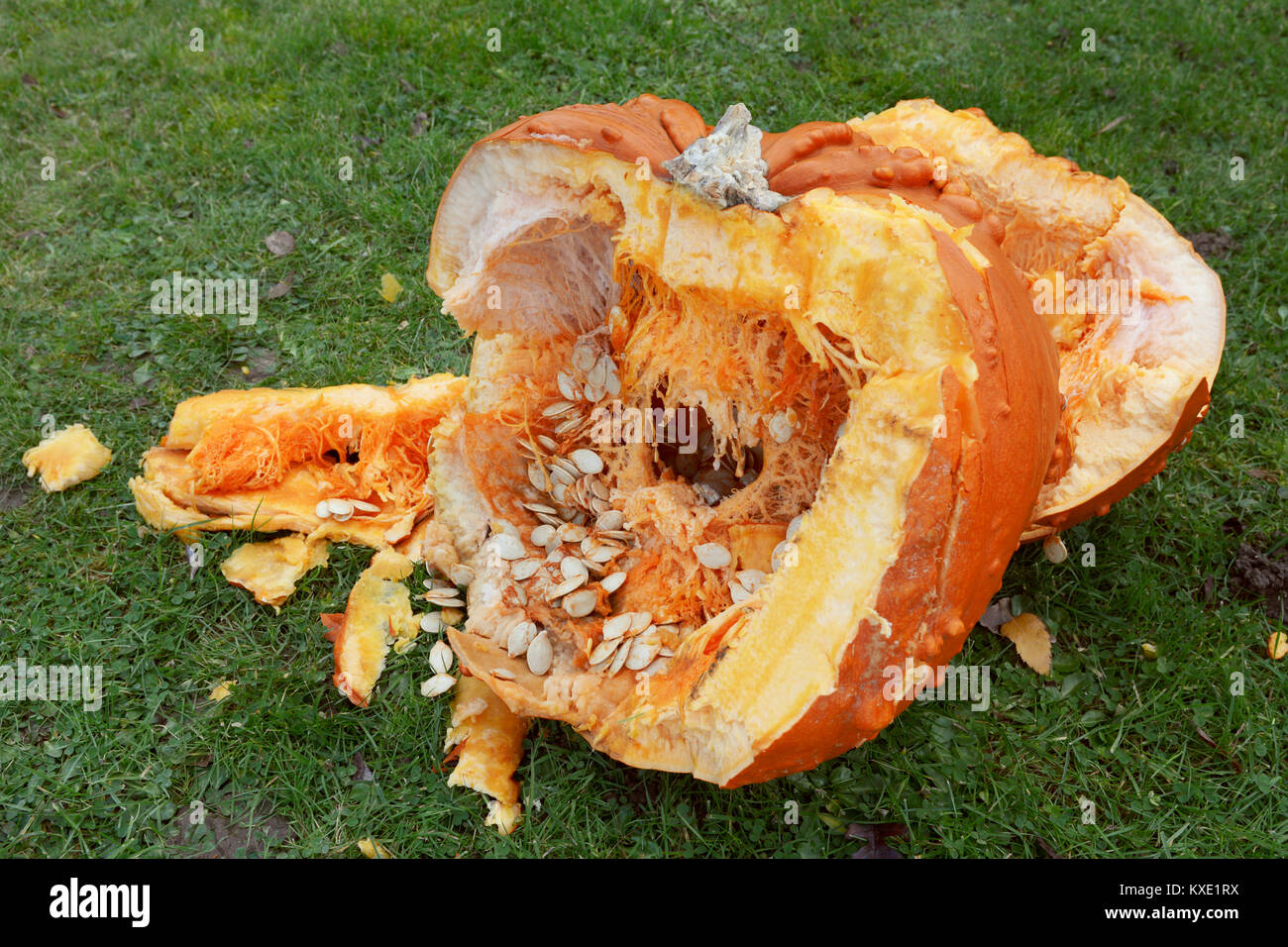 Roughly broken pumpkin pieces showing seeds and stringy flesh inside, spilled onto lawn Stock Photo