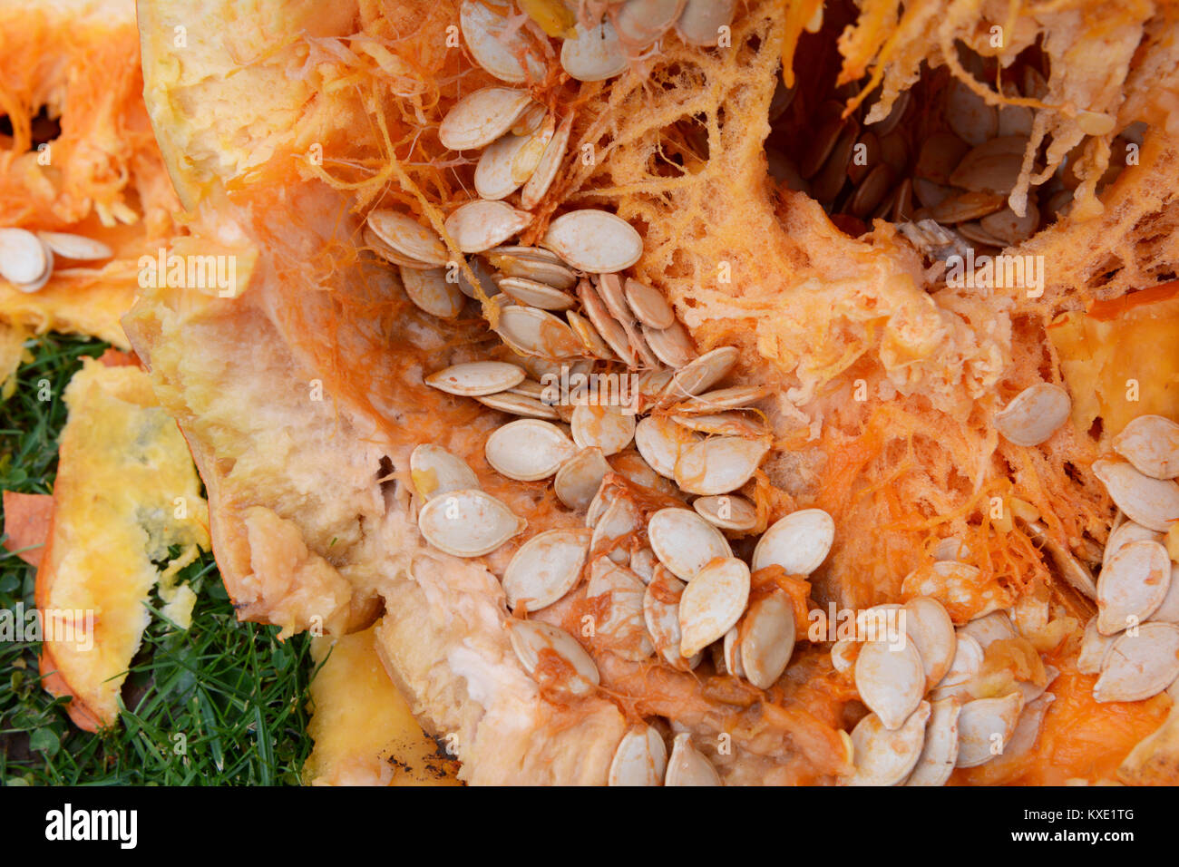 Numerous oval pumpkin seeds among stringy flesh inside a large orange pumpkin, on grass Stock Photo
