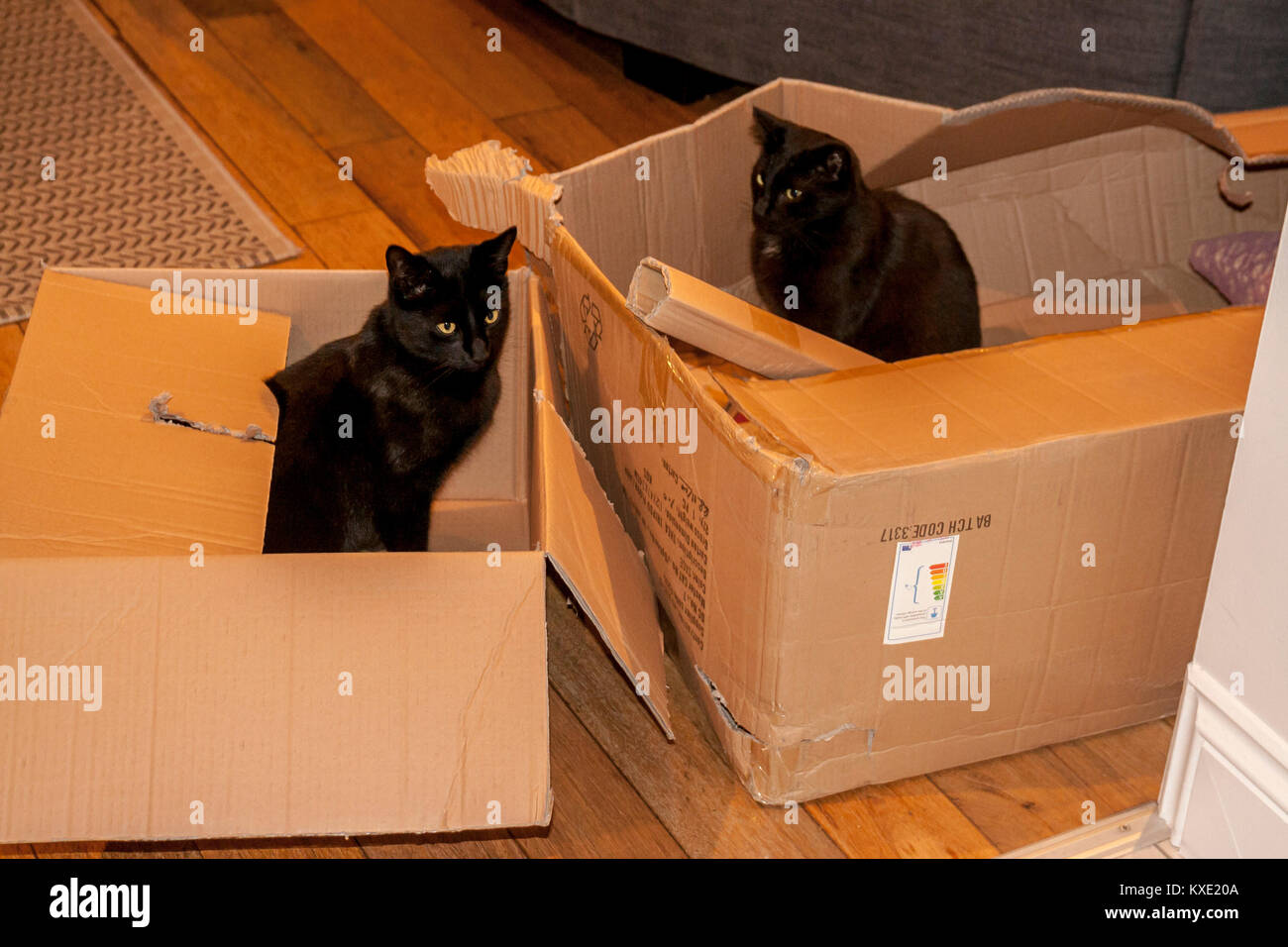 Cats playing in cardboard boxes, black cats, cardboard box Stock Photo