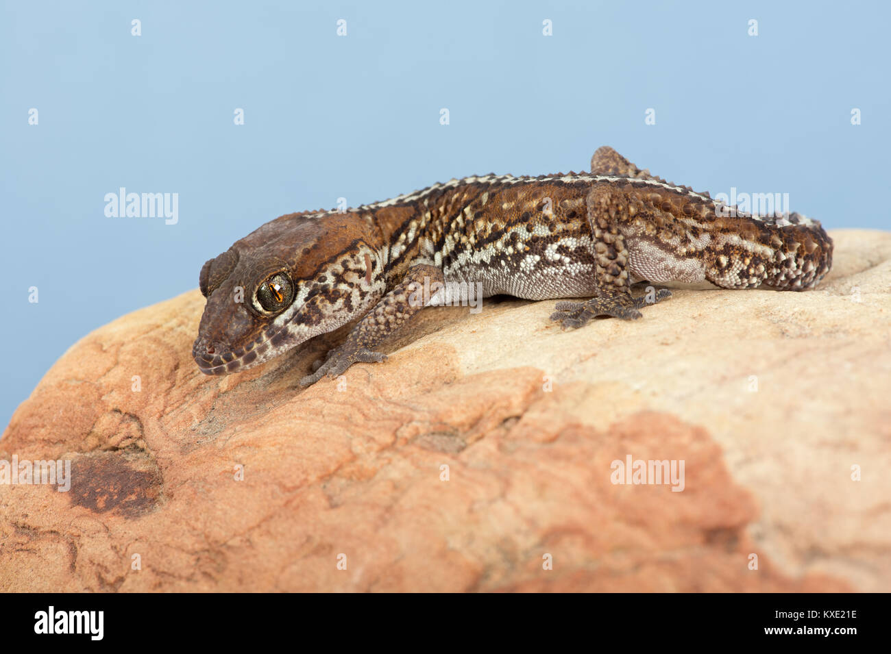 Ocelot Gecko (Paroedura pictus Stock Photo Alamy
