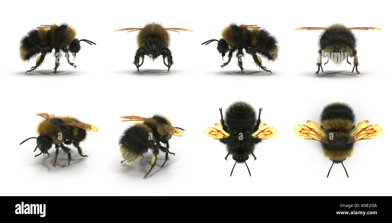 The Bumblebee or Bumble Bee Bombus terrestris isolated renders set from different angles on a white. 3D illustration Stock Photo