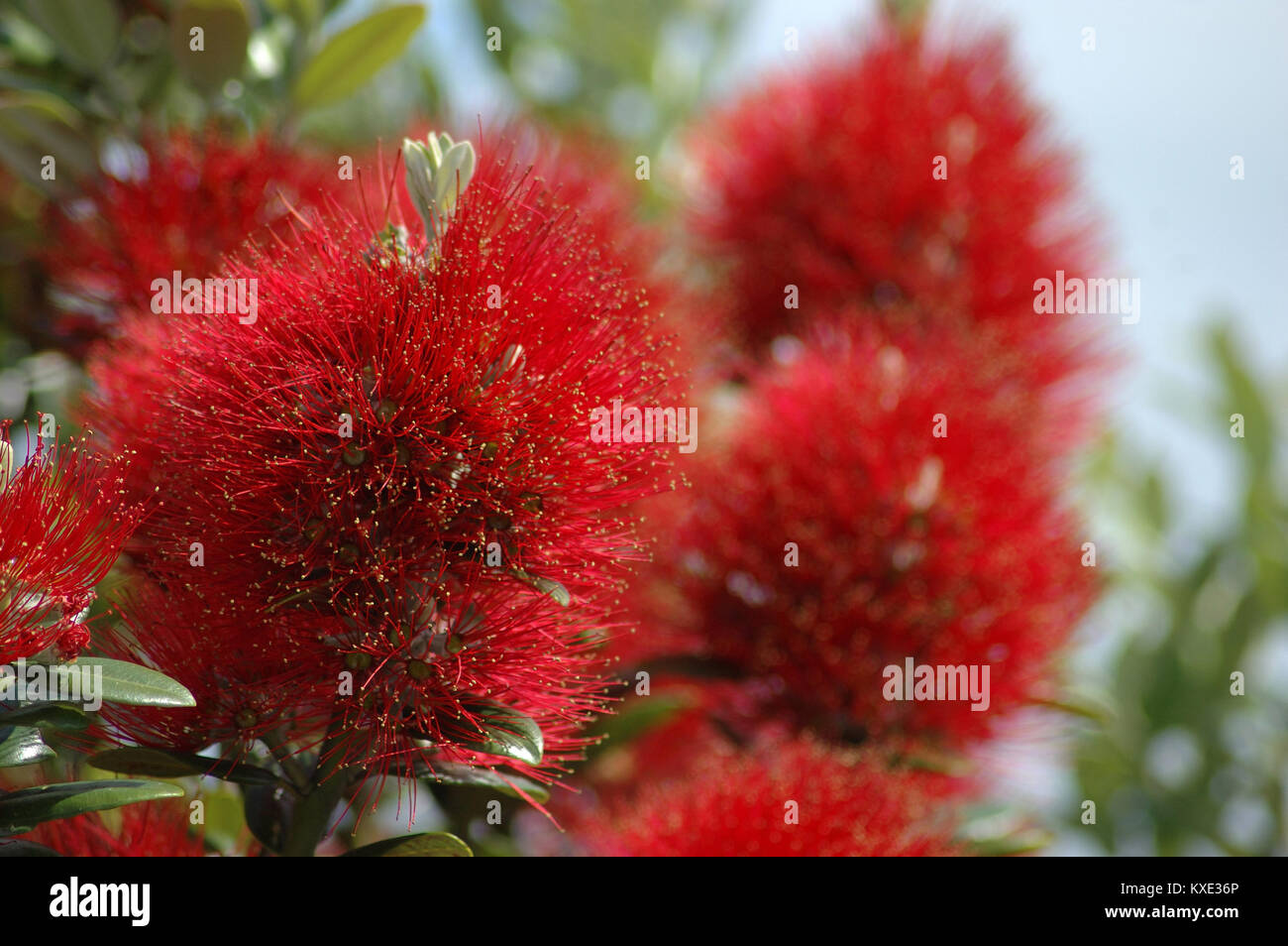 red fluffy flowers of the Puhutakawa tree; Metrosideros excelsa, New Zealand Stock Photo