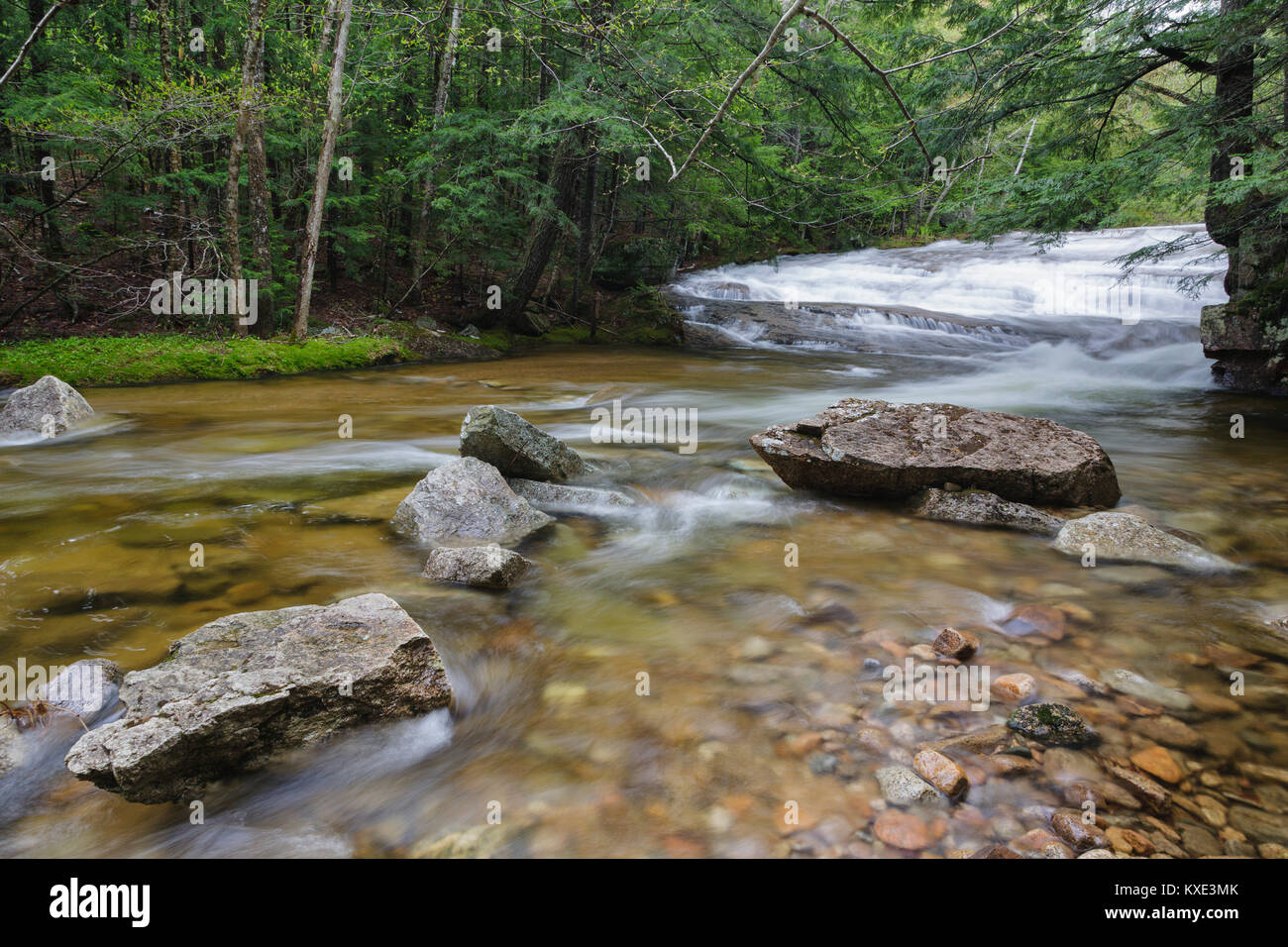 Experimental forest hires stock photography and images Alamy