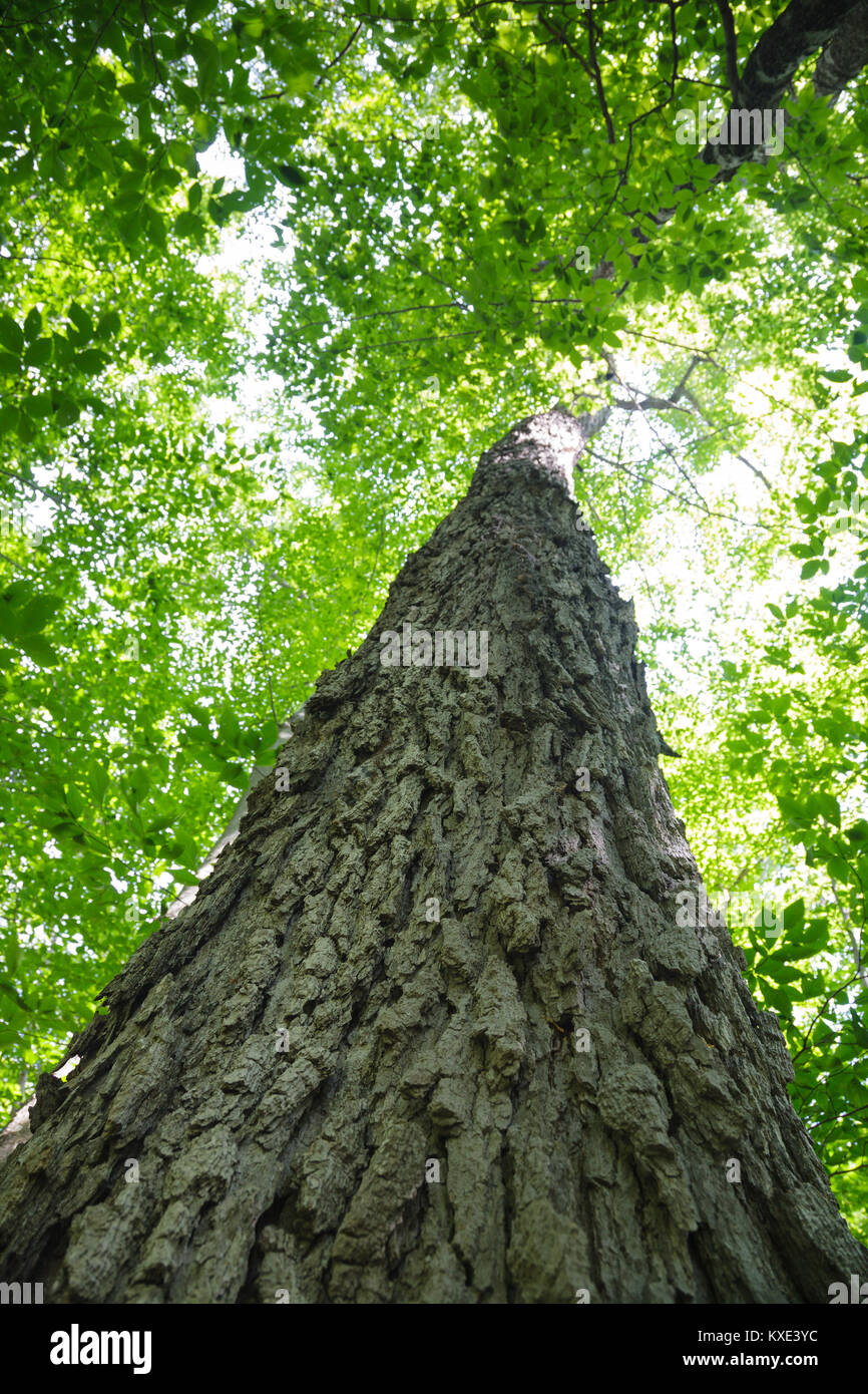 Old sugar maple tree in a northern hardwood forest along the Saco River