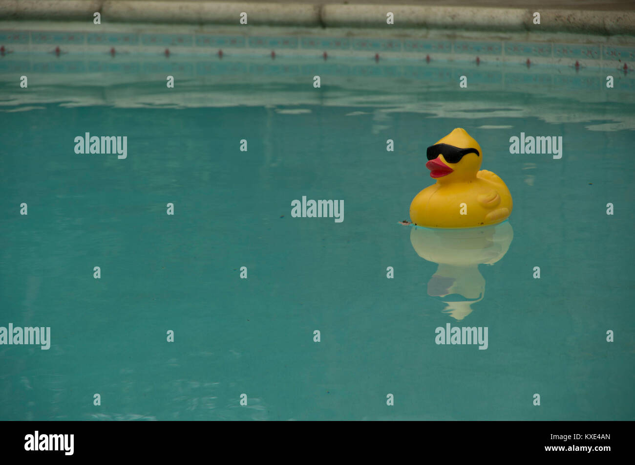 large rubber duck for pool