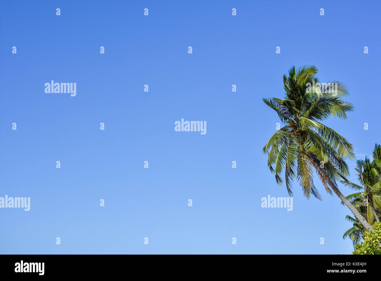 Upwards view of the tops of tall palm trees against a clear blue sky. Stock Photo