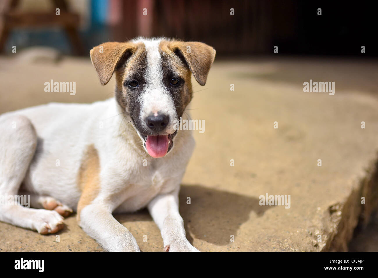 Young cute puppy dog with tongue out sat on concrete pathway to door outside on a sunny day. Stock Photo