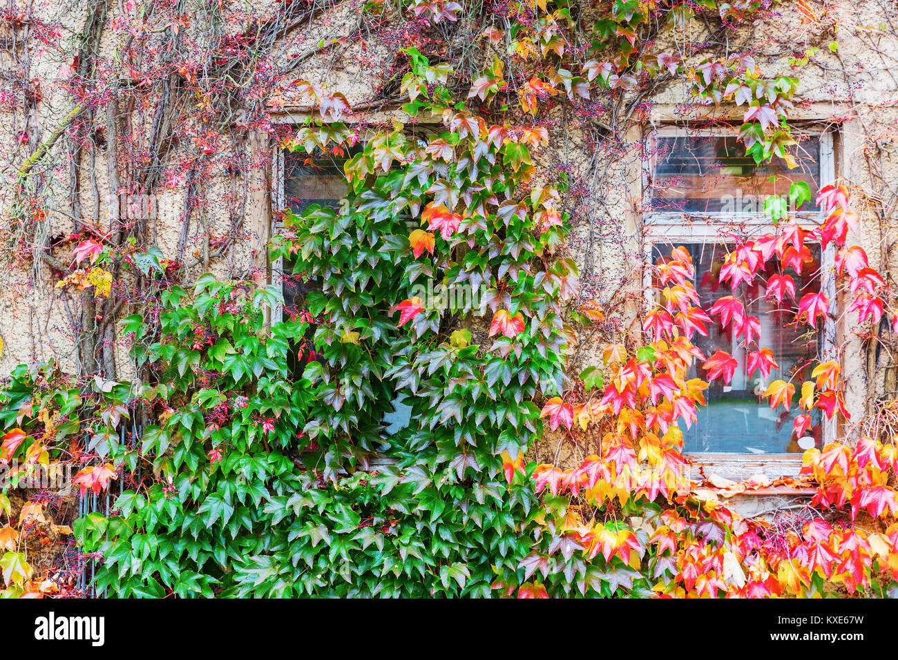 vine%20clad%20house%20facade%20with%20autumn%20leaves%20Stock%20Photo%20-%20Alamy