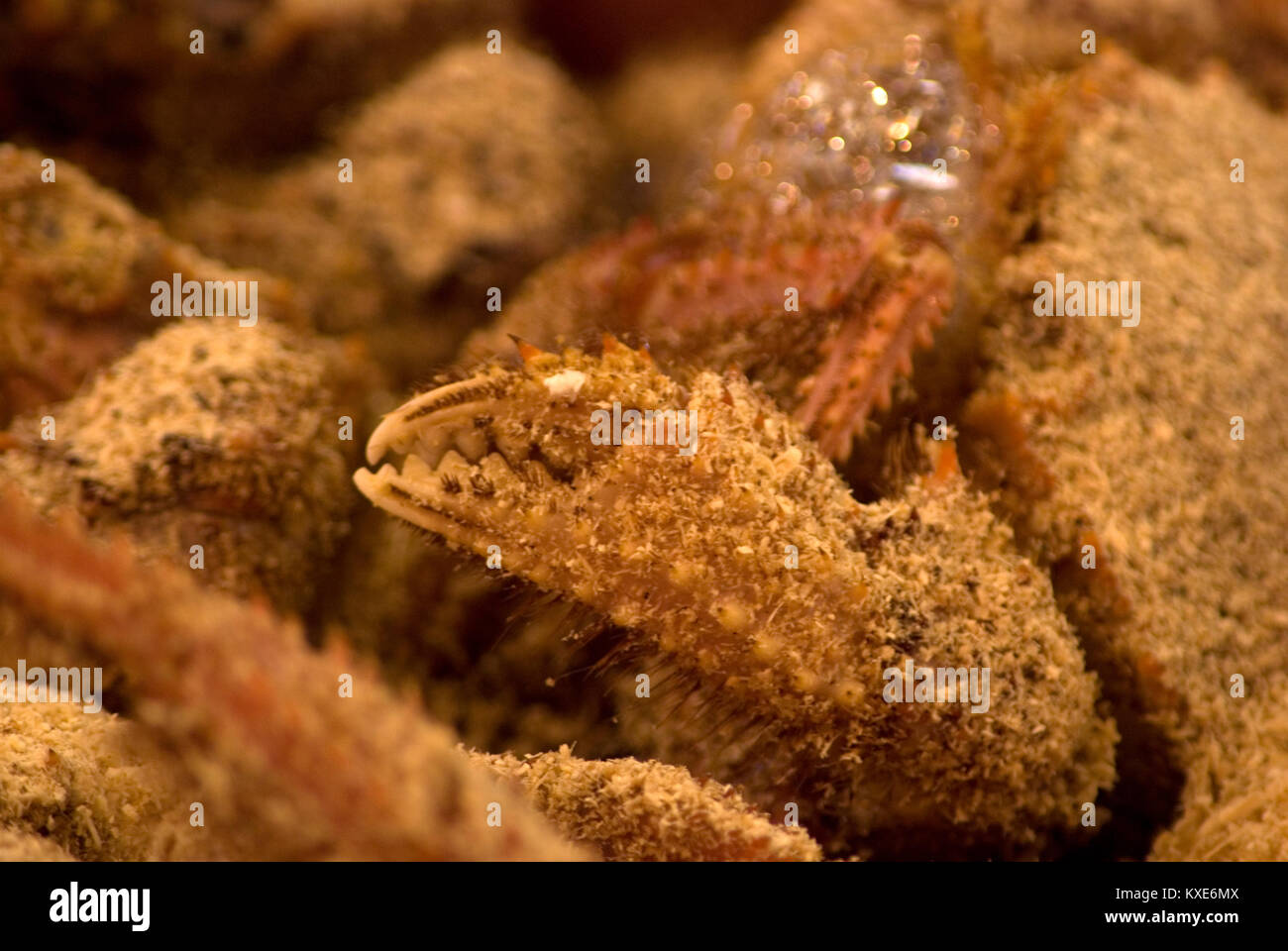 Salt covered fish hi-res stock photography and images - Alamy