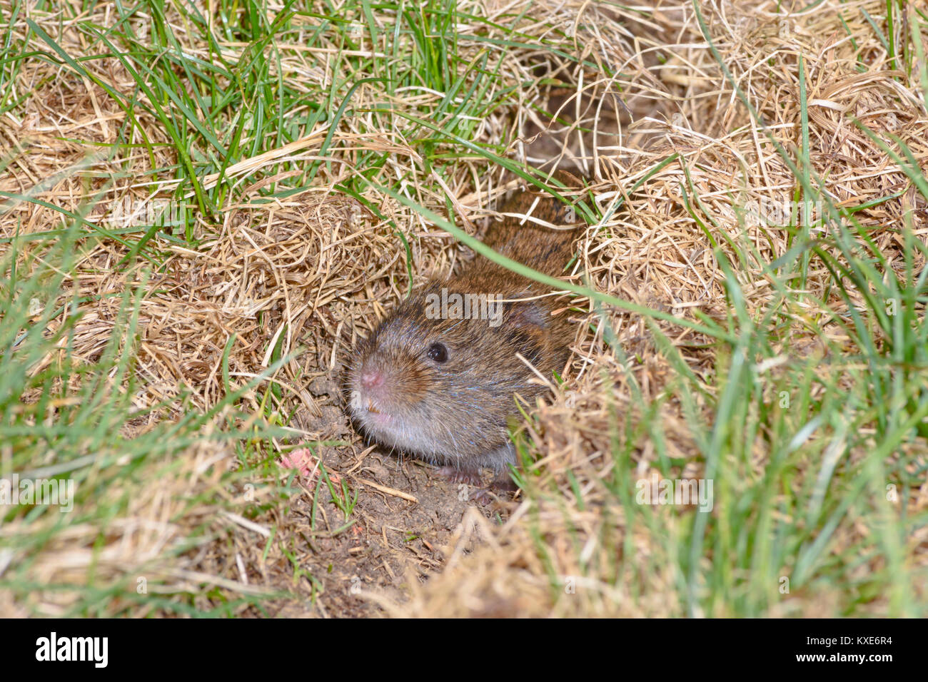 Meadow Vole carefully peering out of it's grassy runway, Castle Rock Colorado US Stock Photo