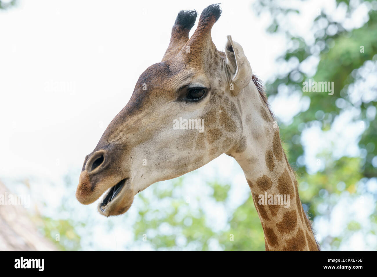 Portrait of a giraffe with long neck and funny head helps the animal find food on the tall branches to help them survive in the natural world. Stock Photo